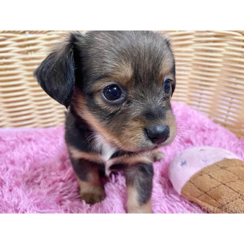 販売中の秋田県のチワックス:チワワ×ミニチュアダックスフンド-424768の10枚目