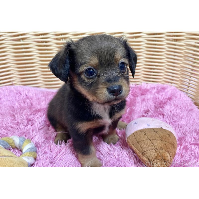 販売中の秋田県のチワックス:チワワ×ミニチュアダックスフンド-424768の9枚目