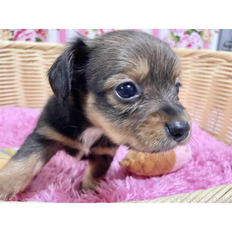 販売中の秋田県のチワックス:チワワ×ミニチュアダックスフンド-424768の8枚目