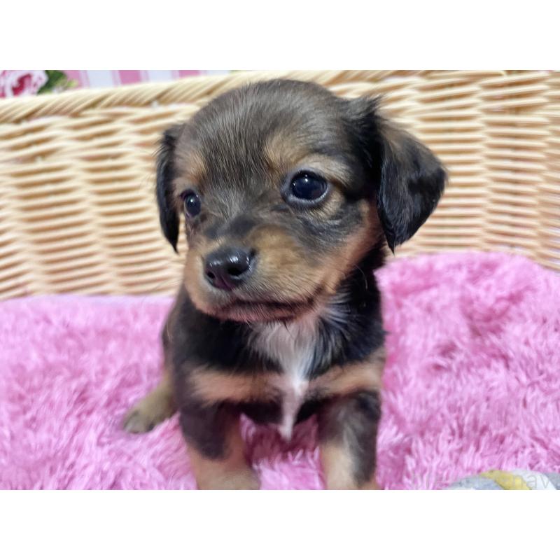 販売中の秋田県のチワックス:チワワ×ミニチュアダックスフンド-424768の7枚目