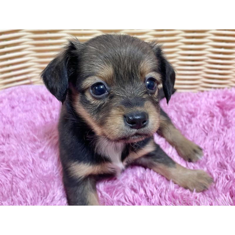 販売中の秋田県のチワックス:チワワ×ミニチュアダックスフンド-424768の6枚目