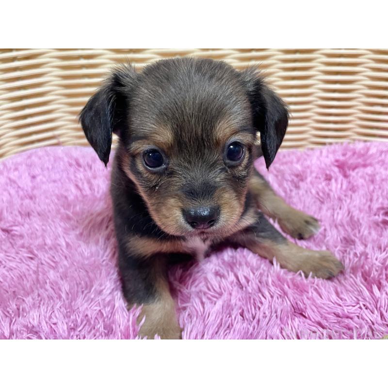 販売中の秋田県のチワックス:チワワ×ミニチュアダックスフンド-424768の5枚目