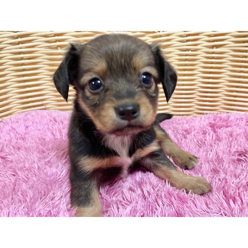 販売中の秋田県のチワックス:チワワ×ミニチュアダックスフンド-424768の4枚目