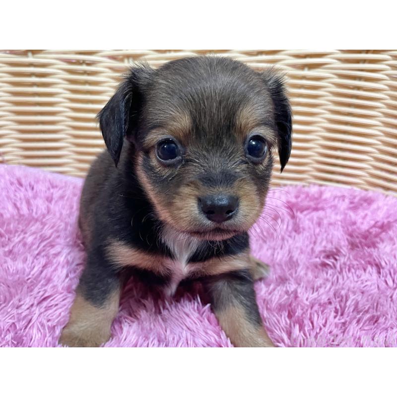 販売中の秋田県のチワックス:チワワ×ミニチュアダックスフンド-424768の3枚目