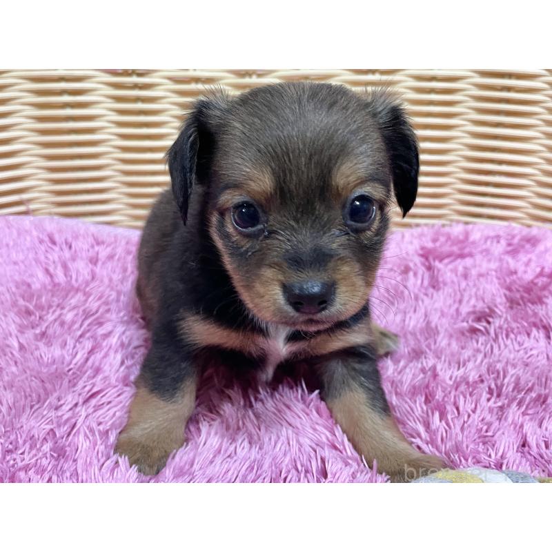 販売中の秋田県のチワックス:チワワ×ミニチュアダックスフンド-424768の2枚目