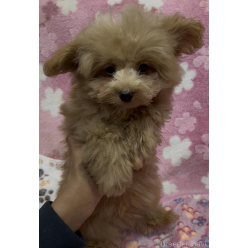 販売中の茨城県のミックス犬-424545の5枚目