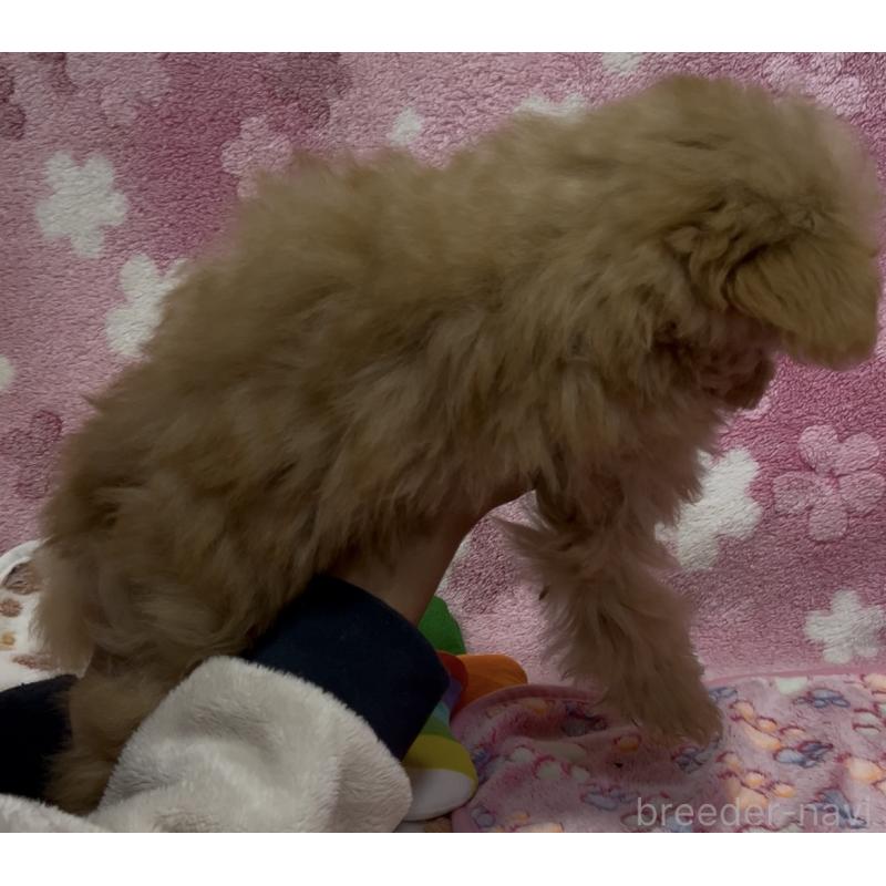 販売中の茨城県のミックス犬-424545の4枚目