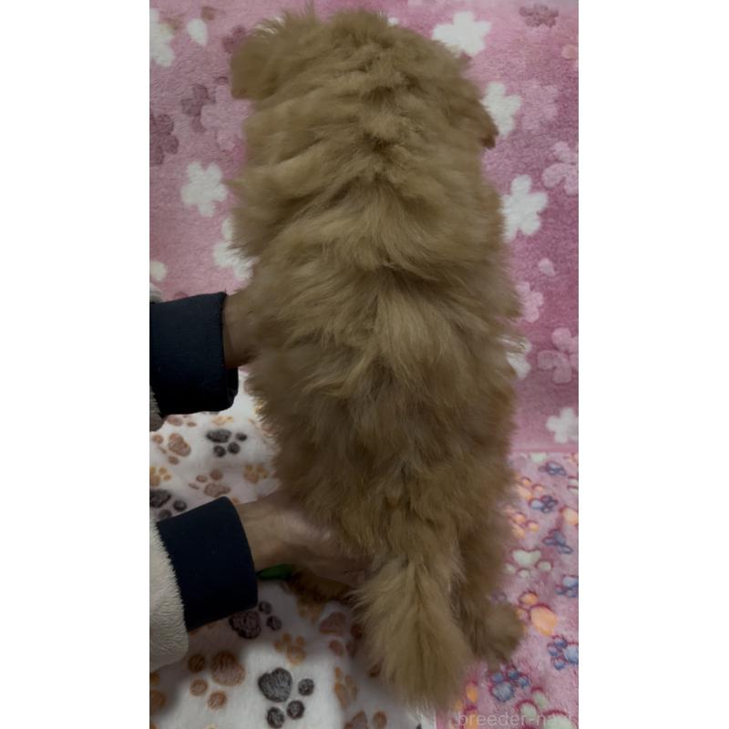 販売中の茨城県のミックス犬-424545の3枚目