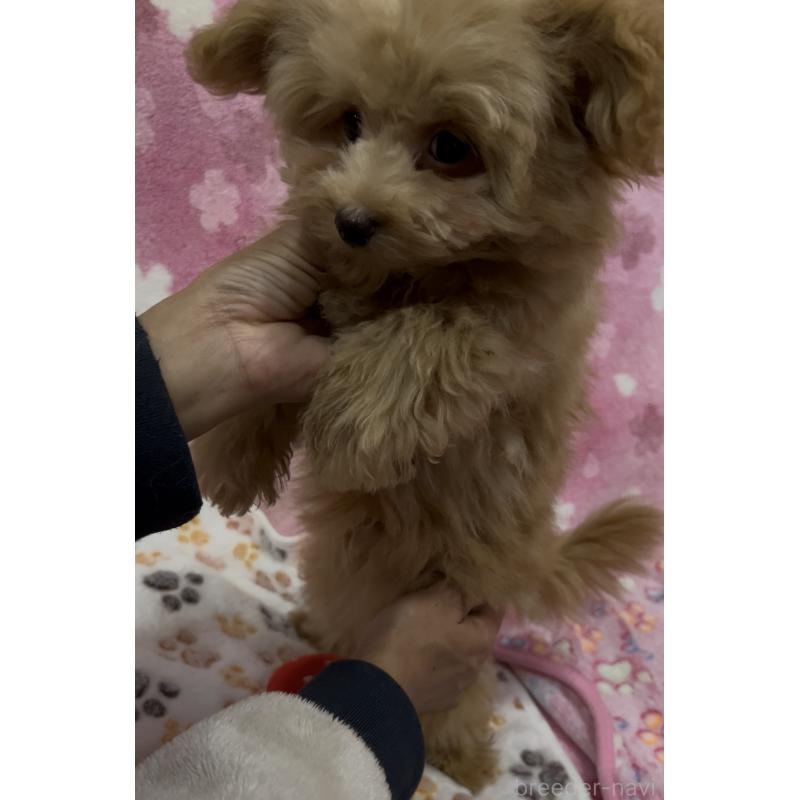 販売中の茨城県のミックス犬-424545の2枚目
