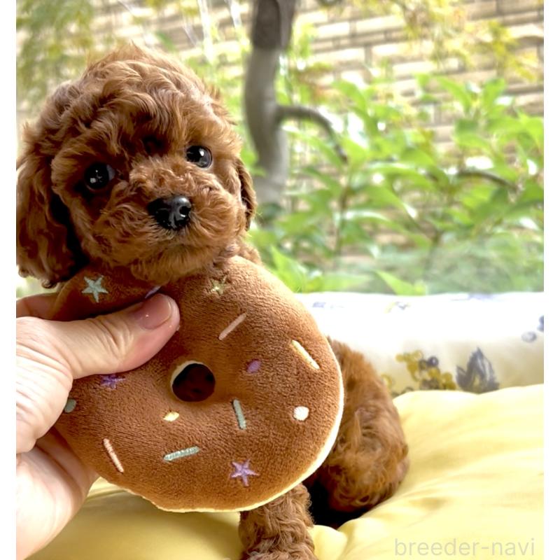 販売中の奈良県のタイニープードル-424546の12枚目