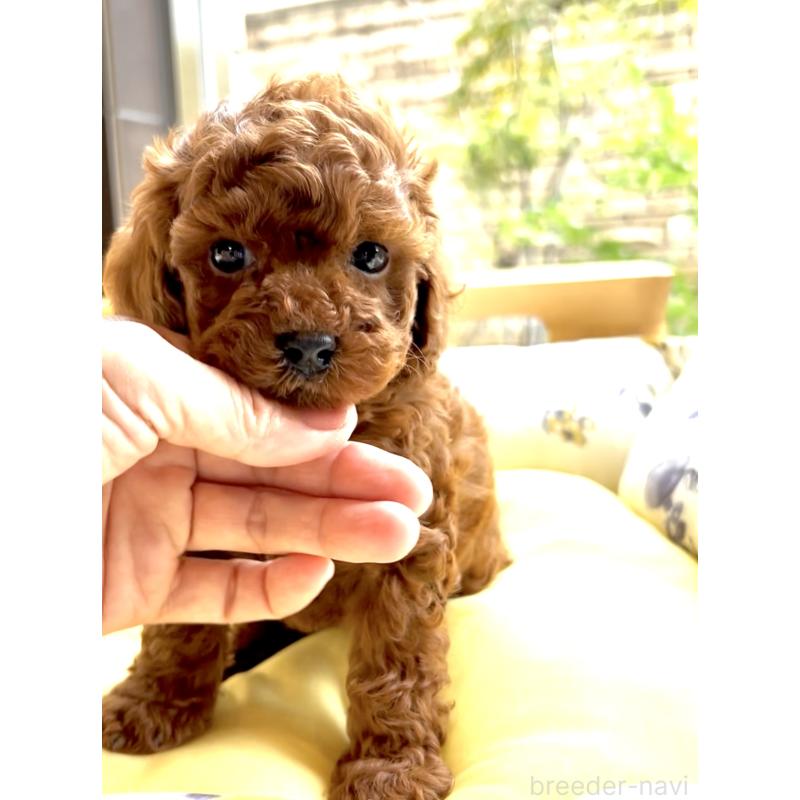 販売中の奈良県のタイニープードル-424546の11枚目