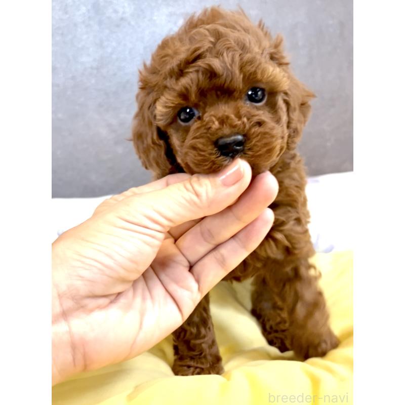 販売中の奈良県のタイニープードル-424546の10枚目