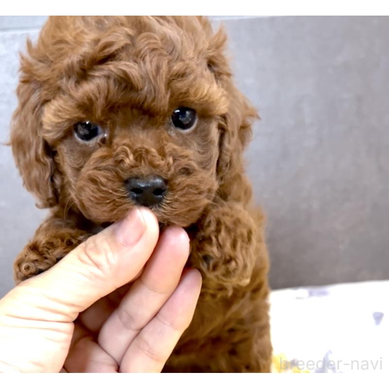 販売中の奈良県のタイニープードル-424546の1枚目