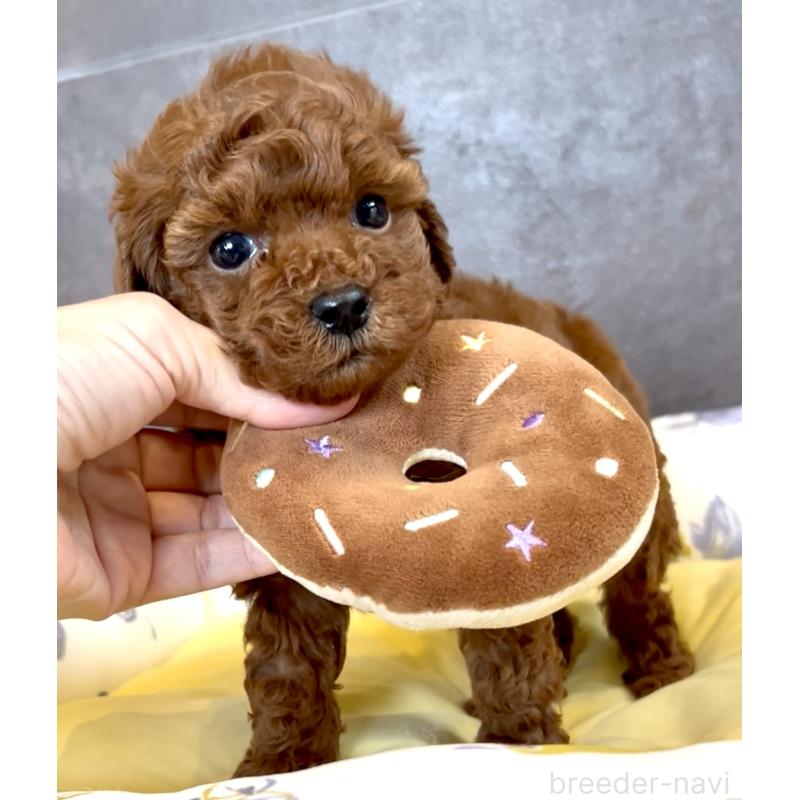 販売中の奈良県のタイニープードル-424546の9枚目