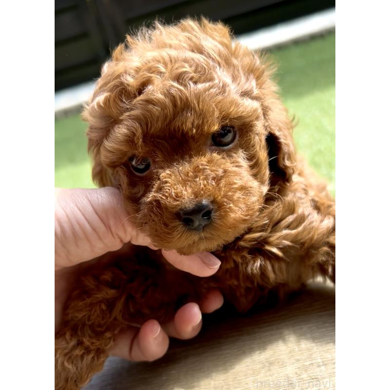 販売中の奈良県のタイニープードル-424546の8枚目