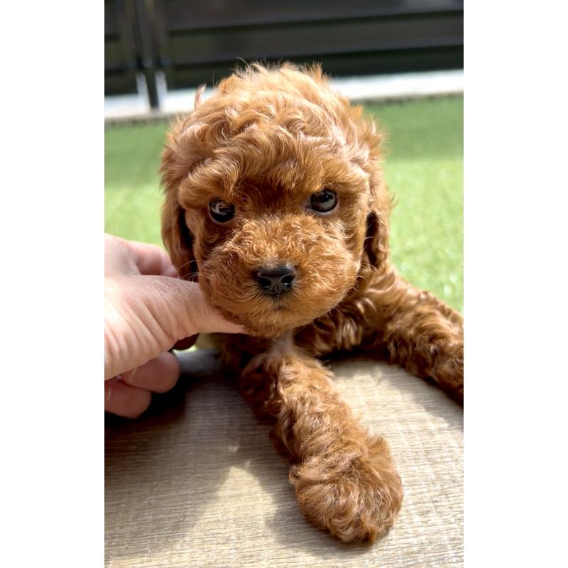 販売中の奈良県のタイニープードル-424546の7枚目