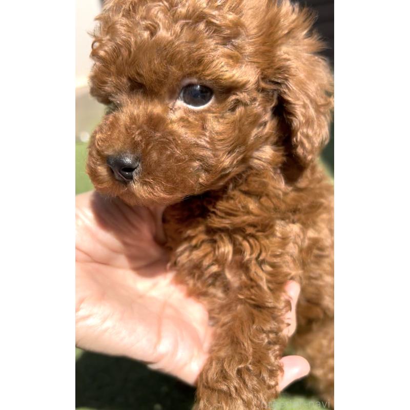 販売中の奈良県のタイニープードル-424546の6枚目