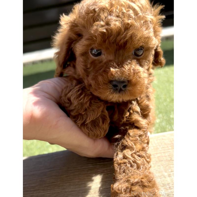 販売中の奈良県のタイニープードル-424546の5枚目