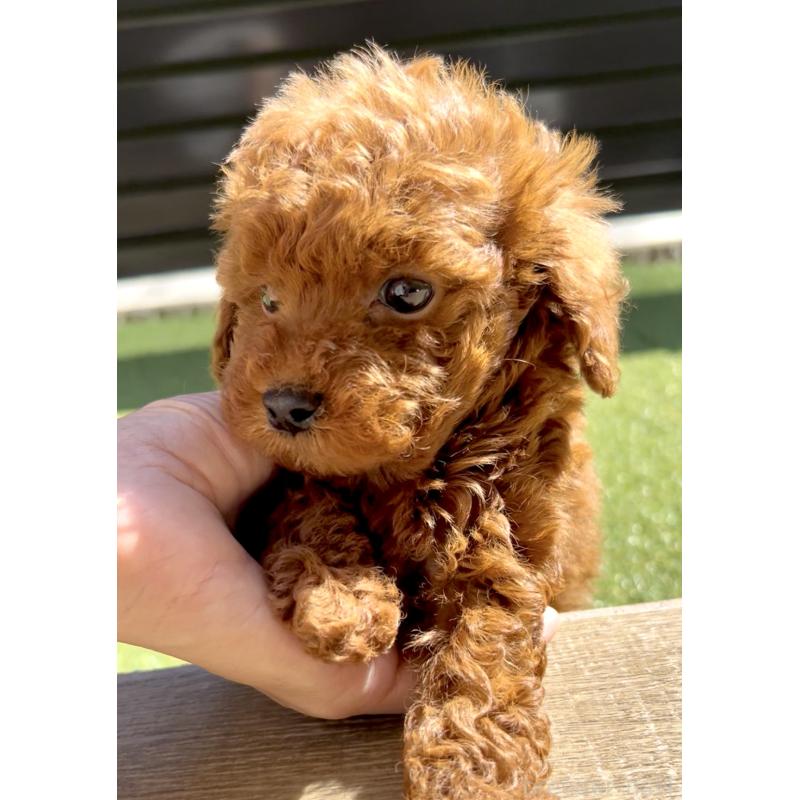 販売中の奈良県のタイニープードル-424546の4枚目