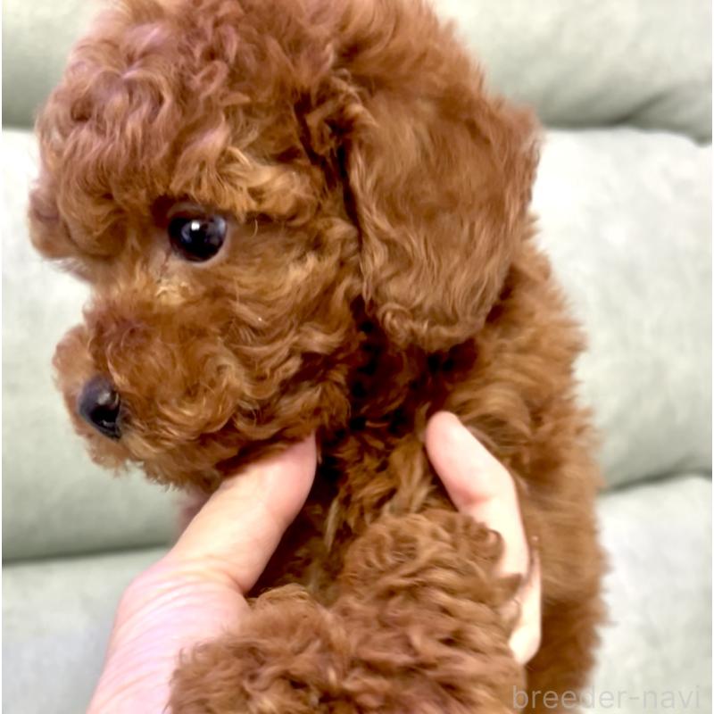 販売中の奈良県のタイニープードル-424546の3枚目