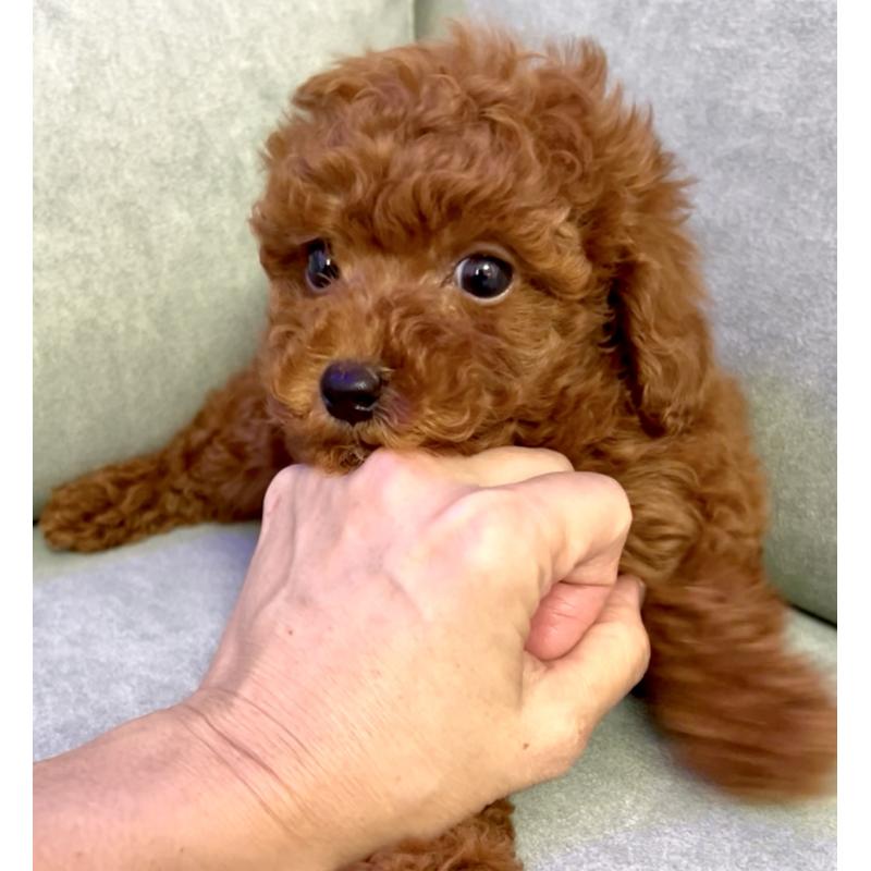 販売中の奈良県のタイニープードル-424546の2枚目