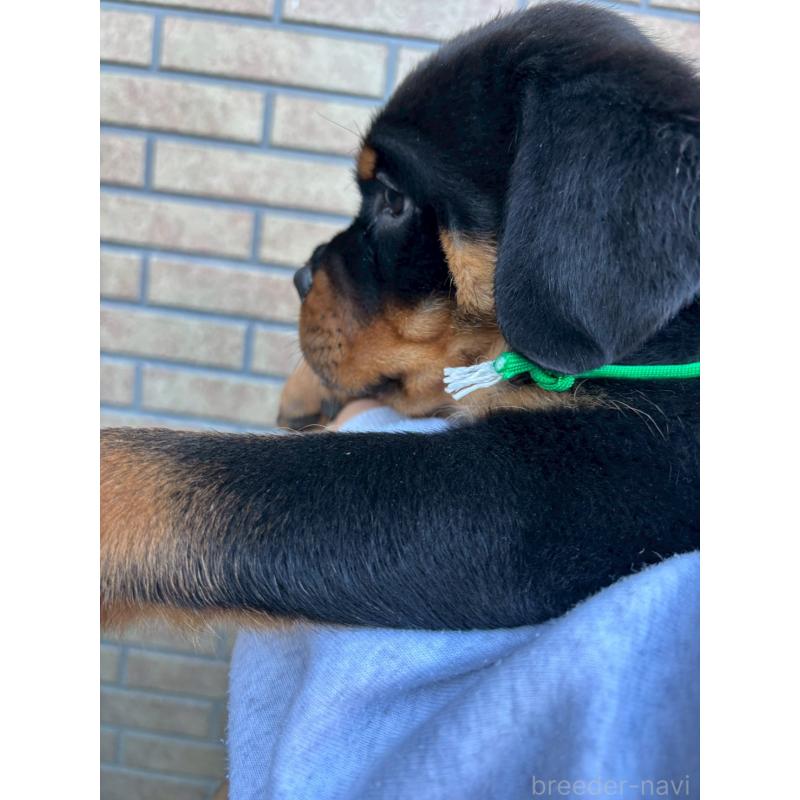 販売中の栃木県のロットワイラー-422580の5枚目