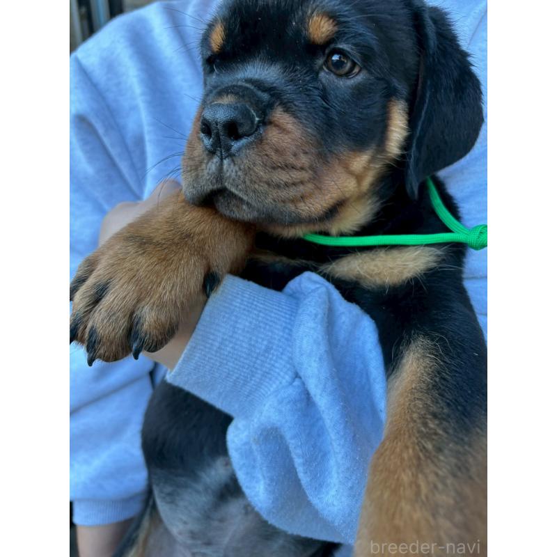 販売中の栃木県のロットワイラー-422580の4枚目