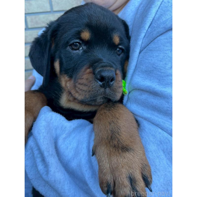 販売中の栃木県のロットワイラー-421575の3枚目