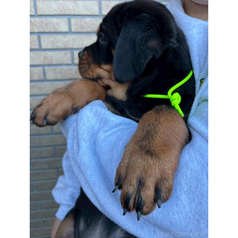 販売中の栃木県のロットワイラー-421575の2枚目