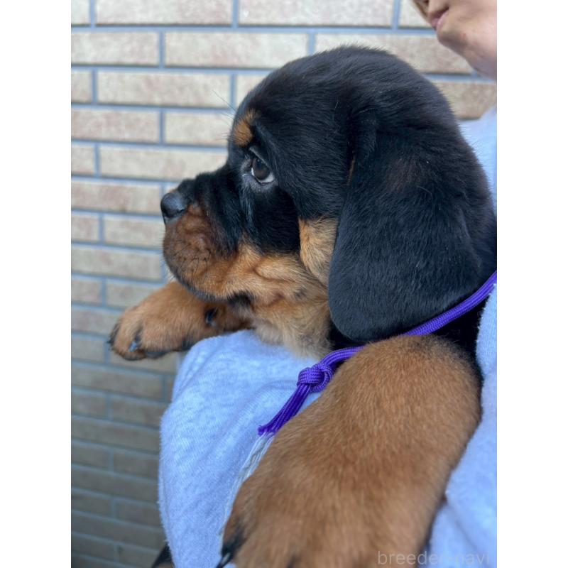 販売中の栃木県のロットワイラー-421574の2枚目