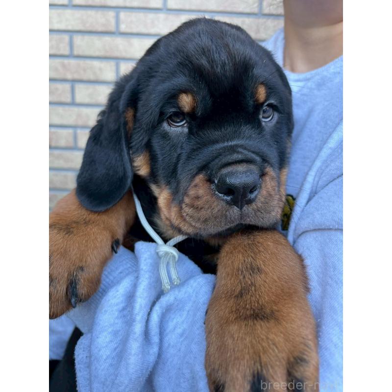 成約済の栃木県のロットワイラー-421573の3枚目