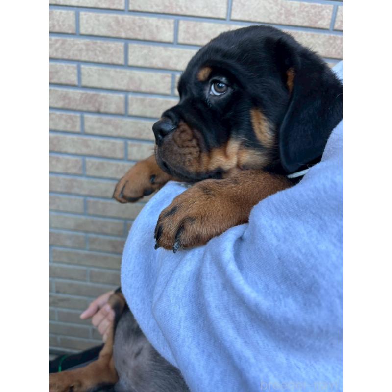 成約済の栃木県のロットワイラー-421573の2枚目