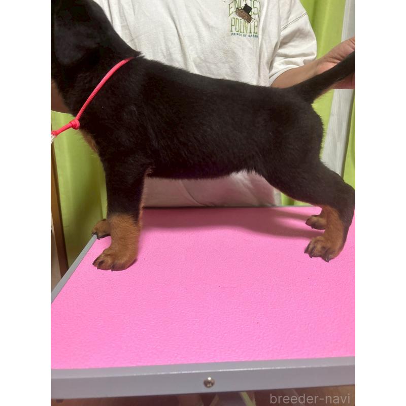 販売中の栃木県のロットワイラー-424547の5枚目