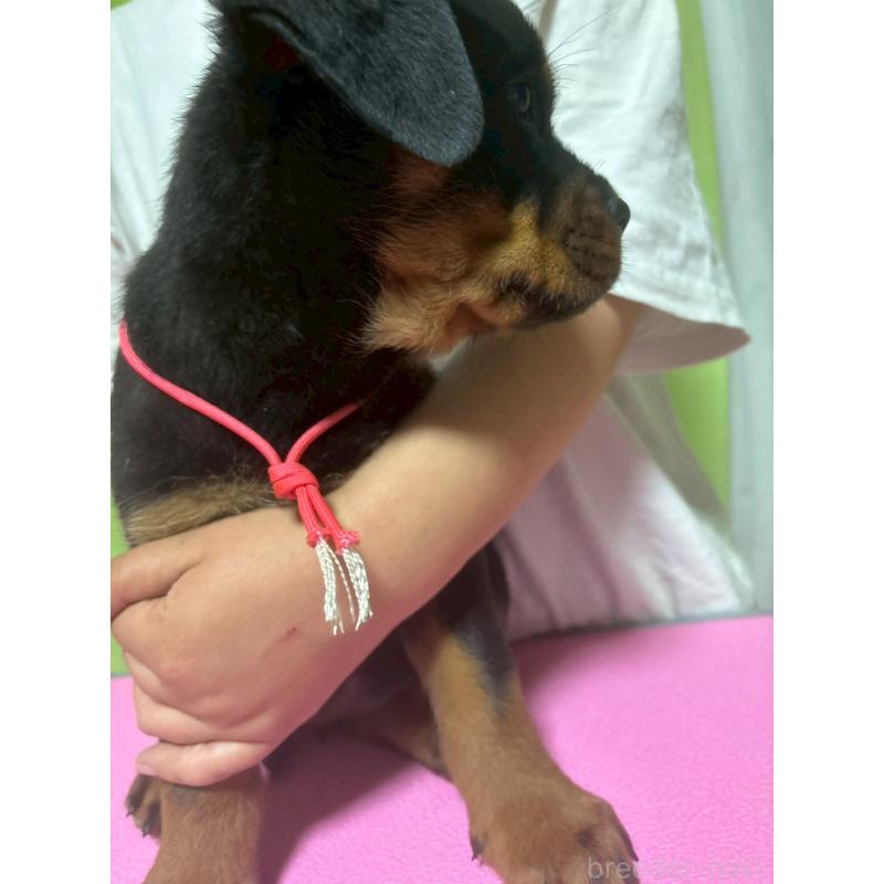 販売中の栃木県のロットワイラー-424547の4枚目