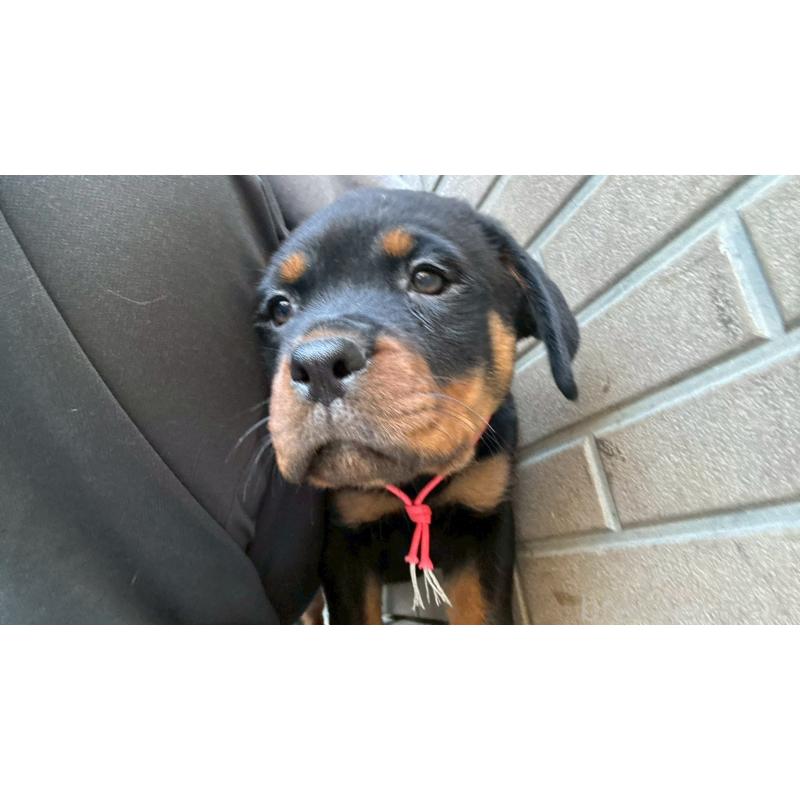 販売中の栃木県のロットワイラー-424547の3枚目