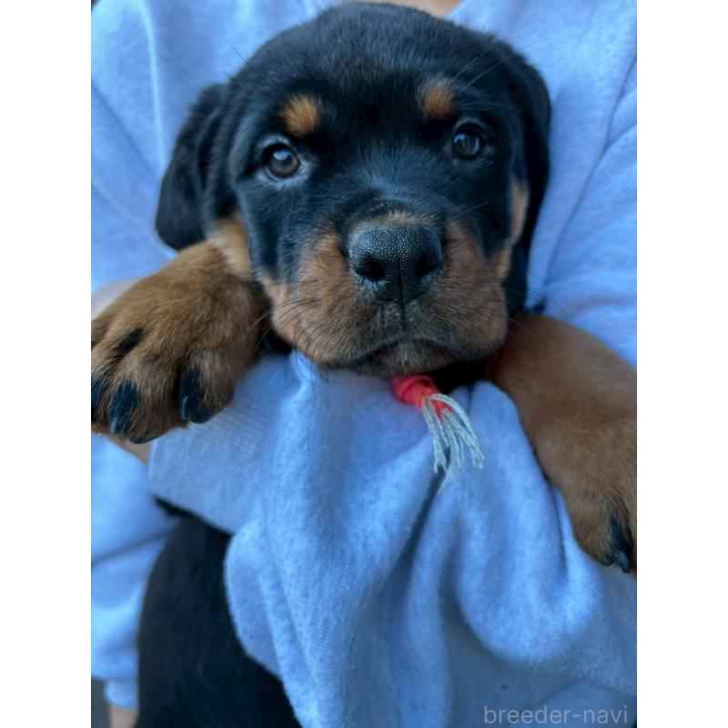 販売中の栃木県のロットワイラー-424547の2枚目