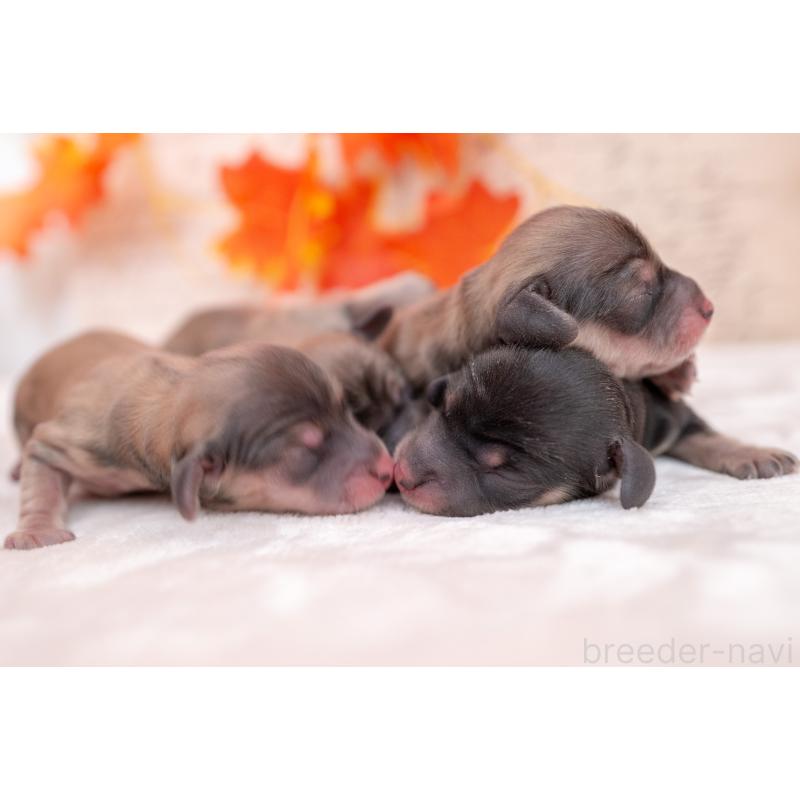 販売中の静岡県のカニンヘンダックスフンド(ロングヘアード)-424548の8枚目