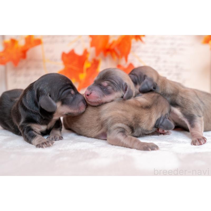 販売中の静岡県のカニンヘンダックスフンド(ロングヘアード)-424548の7枚目