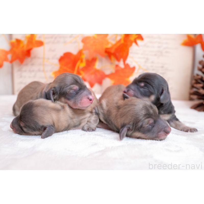 販売中の静岡県のカニンヘンダックスフンド(ロングヘアード)-424548の6枚目