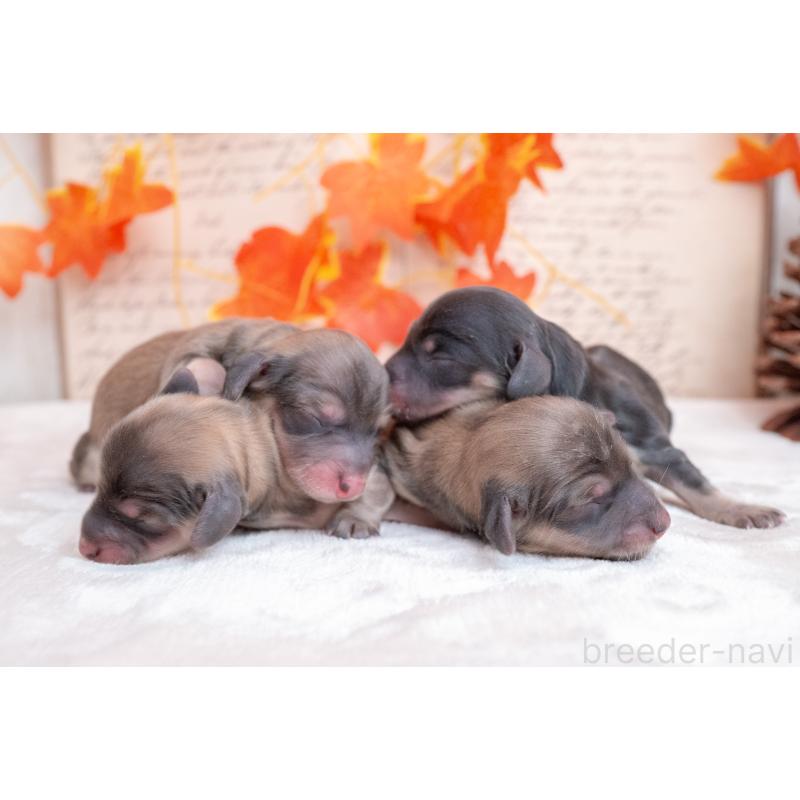 販売中の静岡県のカニンヘンダックスフンド(ロングヘアード)-424548の5枚目