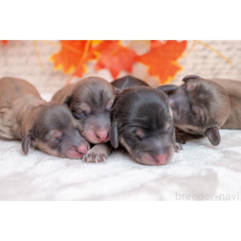 販売中の静岡県のカニンヘンダックスフンド(ロングヘアード)-424548の4枚目