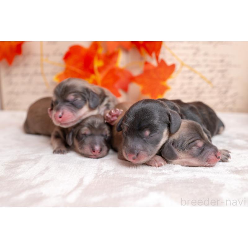 販売中の静岡県のカニンヘンダックスフンド(ロングヘアード)-424548の3枚目