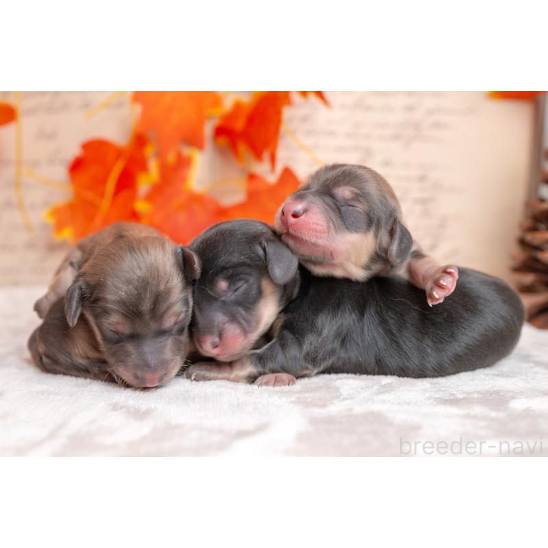 販売中の静岡県のカニンヘンダックスフンド(ロングヘアード)-424548の2枚目