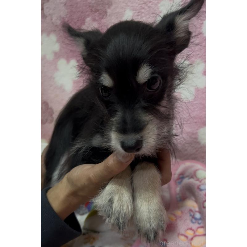 販売中の茨城県のミックス犬-424550の5枚目