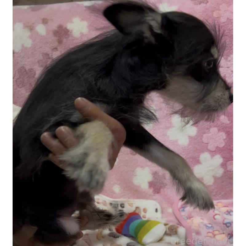 販売中の茨城県のミックス犬-424550の4枚目