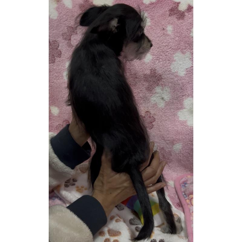 販売中の茨城県のミックス犬-424550の3枚目