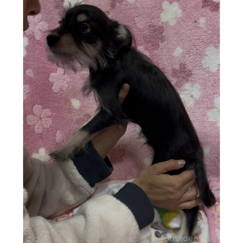 販売中の茨城県のミックス犬-424550の2枚目