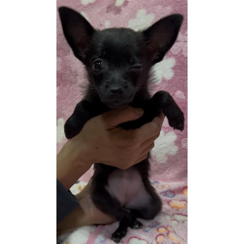 販売中の茨城県のミックス犬-424551の6枚目