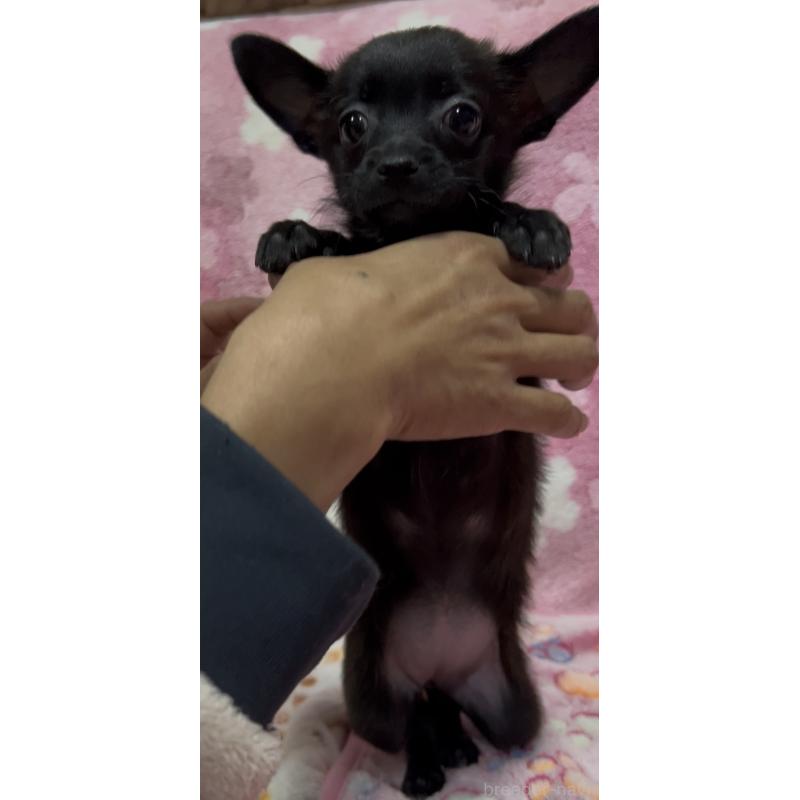 販売中の茨城県のミックス犬-424551の5枚目