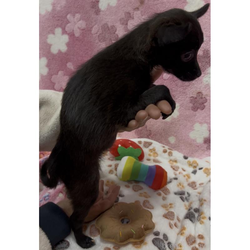 販売中の茨城県のミックス犬-424551の4枚目